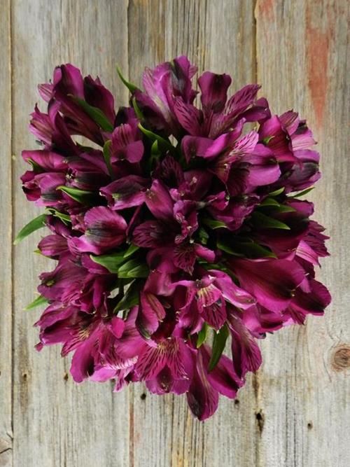 SUPER PURPLE ALSTROEMERIA